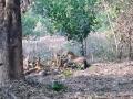 बिबट्याने पाडला वासराचा फडशा, त्रिंबक-बागवेवाडी येथील घटना - Marathi News | The calf's footpull, which was a screech, was found in Trimbak-Bagawewadi | Latest sindhudurga News at Lokmat.com