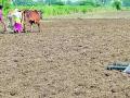 रब्बी हंगामावर शेतकऱ्यांची धुरा - Marathi News | Farmers' ax on Rabi season | Latest chandrapur News at Lokmat.com