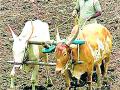 मुली म्हणतात, शेतकरी नवरा नको गं बाई... - Marathi News | Girls say, do not be a farmer's husband. | Latest chandrapur News at Lokmat.com