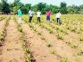 झाडीपट्टीतील रानात फुलले बहुगुणी औषध वनस्पती कोरफड - Marathi News | Aloe multifunctional medicinal plant algae | Latest chandrapur News at Lokmat.com