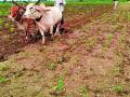 ऐन हंगामात उभ्या पिकावर चालविला नांगर - Marathi News | Anchor runs on a standing crop in the season | Latest chandrapur News at Lokmat.com