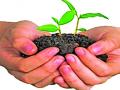 मिनी मंत्रालय करणार १२ लाख वृक्ष लागवड - Marathi News | Mini ministry to plant 12 lakh trees | Latest chandrapur News at Lokmat.com