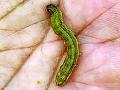 कपाशीवर वाढला ‘लष्करी’ चा धोका! - Marathi News | Fall Army worm rises on cotton! | Latest akola News at Lokmat.com