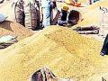 पावणे दोन लाख क्विंटल धान उघड्यावर - Marathi News | Driving two lakh quintals of rice open | Latest gadchiroli News at Lokmat.com