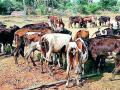 मृत गाईंच्या आकड्यात गोलमाल - Marathi News | Confusion in dead cows numbers | Latest gadchiroli News at Lokmat.com