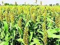 जिल्ह्यात धान लागवडीला ज्वारीचा पर्याय - Marathi News | Jawar is a substitute for paddy cultivation in the district | Latest gondia News at Lokmat.com