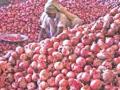 कांदा दरात घसरण - Marathi News | Onion Rates Falling | Latest nashik News at Lokmat.com
