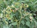 पावसामुळे टमाट्यावर संक्रांत - Marathi News | Sankrant on tomatoes due to rains | Latest nashik News at Lokmat.com