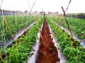 संततधार पावसामुळे टमाटा पिकावर संक्रांत - Marathi News | Due to incessant rains, tomato crop is affected | Latest nashik News at Lokmat.com