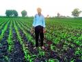 मक्यावर अमेरिकन अळीचे थैमान - Marathi News | American larvae on maize | Latest nashik News at Lokmat.com