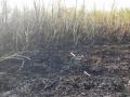 महालखेड्यात दीड एकर ऊस भस्मसात - Marathi News | One and a half acre of sugarcane burnt in Mahalkheda | Latest nashik News at Lokmat.com