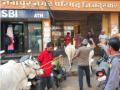 पालिकेत मोकाट गुरांमुळे धावपळ - Marathi News | Mokat cattle run in the municipality | Latest nandurbar News at Lokmat.com
