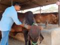 छंदातून साकारला गीर गायींचा तबेला - Marathi News | Sakalla Gir cow stable from the hobby | Latest nandurbar News at Lokmat.com