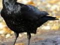 मृत कावळ्यांमुळे २४ गावांमध्ये अलर्ट - Marathi News | Alerts in 24 villages due to dead crows | Latest nandurbar News at Lokmat.com