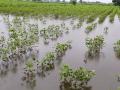 पावसाच्या सततधारेमुळे पिकांचे नुकसान - Marathi News | Crop damage due to continuous rains | Latest nandurbar News at Lokmat.com