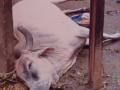 वीज पोलला स्पर्श झाल्याने गाय ठार - Marathi News | Cow killed by touch of lightning pole | Latest jalgaon News at Lokmat.com