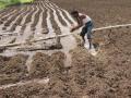पावसाने पाठ फिरवल्यामुळे भात लागवडीला ब्रेक - Marathi News | Break in paddy cultivation due to reversal of rains | Latest nashik News at Lokmat.com
