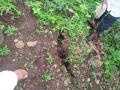 पेठ तालुक्यात जमिनीला पडलेल्या ‘त्या’ भेगा अतिवृष्टीमुळे - Marathi News | Due to the heavy rainfall of 'that' sheep lying on the ground in Peth taluka | Latest nashik News at Lokmat.com