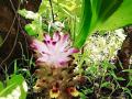 रंगीबेरंगी रानफुलांच्या पीतांबरीने नटली सृष्टी ! - Marathi News | Natali created with colorful yellow flowers! | Latest nashik News at Lokmat.com