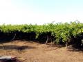 पाण्याअभावी द्राक्षबागा संकटात - Marathi News | In the crisis of grape due to water | Latest nashik News at Lokmat.com