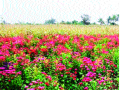 एकरात साडेसात लाखांची सेंद्रिय फूलशेती - Marathi News | One and a half million organic flowers in acreage | Latest sangli News at Lokmat.com
