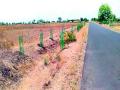 ४६०० झाडांना जाळ्या - Marathi News | Trap 4600 trees | Latest nashik News at Lokmat.com