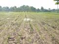 बागलाणच्या पश्चिम पट्ट्यातील मका पिकाला लष्करी अळीचा विळखा - Marathi News |  Maize crop on the western flank of Baglan, a military alley | Latest nashik News at Lokmat.com