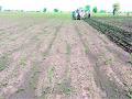 आर्वी तालुक्यावर दुबार पेरणीचे संकट? - Marathi News | The problem of double sowing on Arvi taluka? | Latest vardha News at Lokmat.com