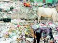 डुकरांचा मुक्तसंचार, शहरात अस्वच्छतेचा कळस - Marathi News | Free communication of pigs, the climax of the uncleanness in the city | Latest vardha News at Lokmat.com