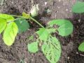 येवल्यात पिकांना पावसाचा फटका - Marathi News | Rains hit crops in Yeola | Latest nashik News at Lokmat.com