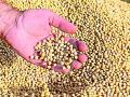 जिल्ह्यात खरीप हंगामाच्या ९७ टक्के पेरण्या - Marathi News | 97% sowing of kharif season in the district | Latest yavatmal News at Lokmat.com