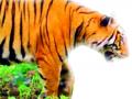 टिपेश्वर अभयारण्यात क्षमतेच्या चौपट वाघांचे अस्तित्व - Marathi News | Existence of four capacity tigers in Tipeshwar Sanctuary | Latest yavatmal News at Lokmat.com