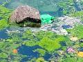 जीवनदायिनी पूस घाणीच्या विळख्यात - Marathi News | Lifesaving pus is dirty | Latest yavatmal News at Lokmat.com