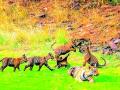 उमरेड-कऱ्हांडला अभयारण्यातील बछड्यांची पर्यटकांत क्रेझ - Marathi News | Tiger cubs attracted tourists in Umared Karhandla Tiger reserve | Latest nagpur News at Lokmat.com