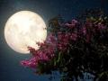 सुपर पिंक मूनचे होणार आज विलोभनीय दर्शन - Marathi News | Super Pink Moon will be appealing today | Latest kolhapur News at Lokmat.com
