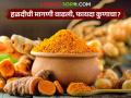 Termeric : मराठवाड्यातील हळद उत्पादन वाढले!  शेतकऱ्यांना फायदा किती? - Marathi News | | Latest agriculture News at Lokmat.com