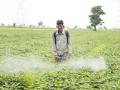 विषबाधा रोखण्याची जबाबदारी ९० कीटकनाशक कंपन्यांवर - Marathi News | 90 pesticide companies have the responsibility to stop poisoning | Latest yavatmal News at Lokmat.com