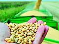 पणन करणार १२ केंद्रांवर सोयाबीनची खरेदी - Marathi News |  Buy soybean at 12 centers on marketing | Latest amravati News at Lokmat.com