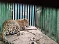 जुन्नर येथे बिबट्या मादी जेरबंद  - Marathi News | female Leopard arrested at Junnar | Latest pune News at Lokmat.com