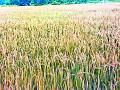 अतिपावसाने धानाचे उत्पादन घटणार - Marathi News | Overproduction will reduce paddy production | Latest bhandara News at Lokmat.com