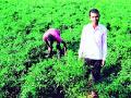 एक एकरातील मिरची पिकात एक लाखांचा निव्वळ नफा - Marathi News | Net profit of one lakh per acre of chilli crop | Latest bhandara News at Lokmat.com