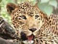 तालुक्याच्या पूर्व भागात बिबट्यांचे वाढते वास्तव्य - Marathi News | nashik,increasing,habitat,of,leopards,in,the,eastern,part | Latest nashik News at Lokmat.com