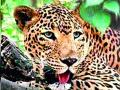 जेरबंद झालेला बिबट्या पिंजऱ्यातून सुटतो तेव्हा.... - Marathi News | When a captive leopard escapes from a cage .... | Latest nashik News at Lokmat.com