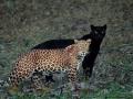 शेतकऱ्यासमोरच बिबट्याचा शेळीवर हल्ला - Marathi News | Leopard attacks goat in front of farmers | Latest nashik News at Lokmat.com