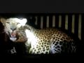 डांगसौंदाणेत बिबट्या जेरबंद - Marathi News | Leopards captured in Dangsaundane | Latest nashik News at Lokmat.com