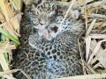दारणाकाठी ऊसात आढळले बिबट्याचे बछडे - Marathi News | Leopard calves found in sugarcane near Darna | Latest nashik News at Lokmat.com