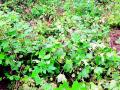 उभ्या कपाशीला केले भुईसपाट - Marathi News | Vertical cotton flattened | Latest chandrapur News at Lokmat.com