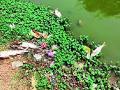 अज्ञात रोगाने मासे मृत्यूमुखी - Marathi News | Fish die of unknown disease | Latest chandrapur News at Lokmat.com