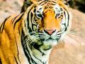 बामणी, येडशी, केम परिसरात वाघ आणि बिबट्याचा धुमाकूळ - Marathi News | Tigers and leopards abound in Bamni, Yedshi, Kem area | Latest chandrapur News at Lokmat.com