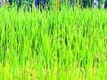जिल्ह्यातील नुकसानग्रस्त भागातील पिकांचे सर्व्हेक्षण करा - Marathi News | Survey the crops in the affected areas of the district | Latest chandrapur News at Lokmat.com